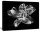 Beautiful Monochrome Alstroemeria Flower, Extra Large Floral Wall Art, 20"x12"