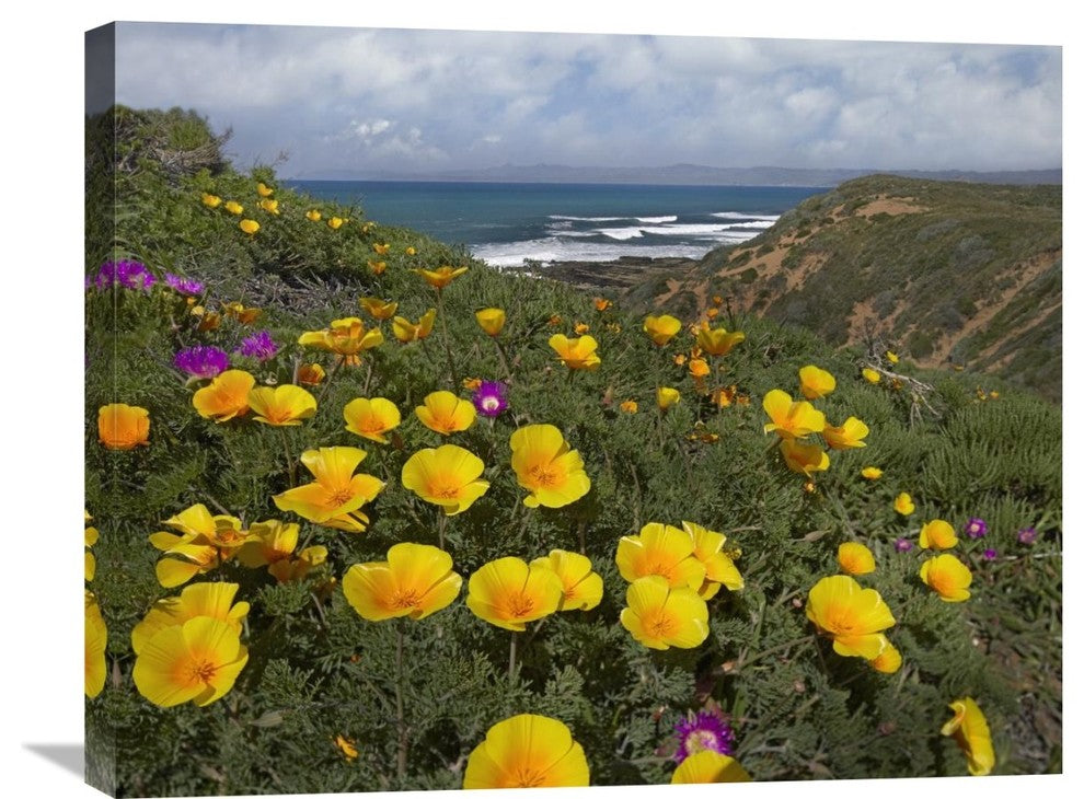 "California Poppy Field, Montano De Oro State Park, California" Artwork