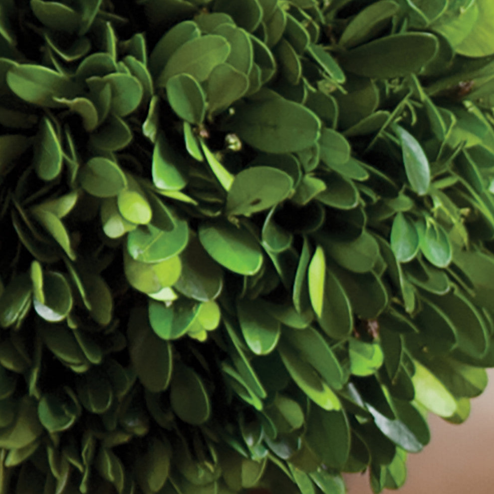 Boxwood Double Ball Topiary With Beaded White Pot