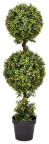3' Boxwood Double Ball In Pot (Uv)