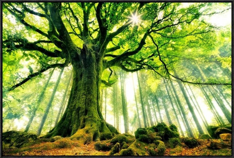 "Ponthus Beech" Framed Canvas Giclee by Christophe Kiciak, 37x25"