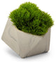 Echeveria in Marble Container, Grass