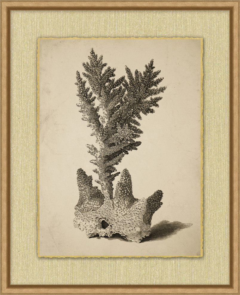 Sepia Sealife 1, Giclee Reproduction Artwork