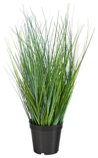 White background with full view of the plant and pot (primary product image).