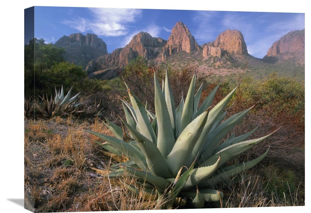 "Chisos Agave And The Chisos Mountains, Big Bend National Park, Texas" Artwork