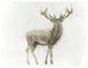 "Stag" Digital Paper Print by James Wiens, 18"x14"