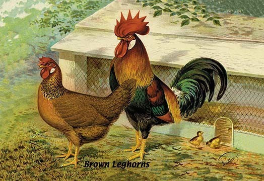 Brown Leghorns- Canvas Poster 20" x 30"