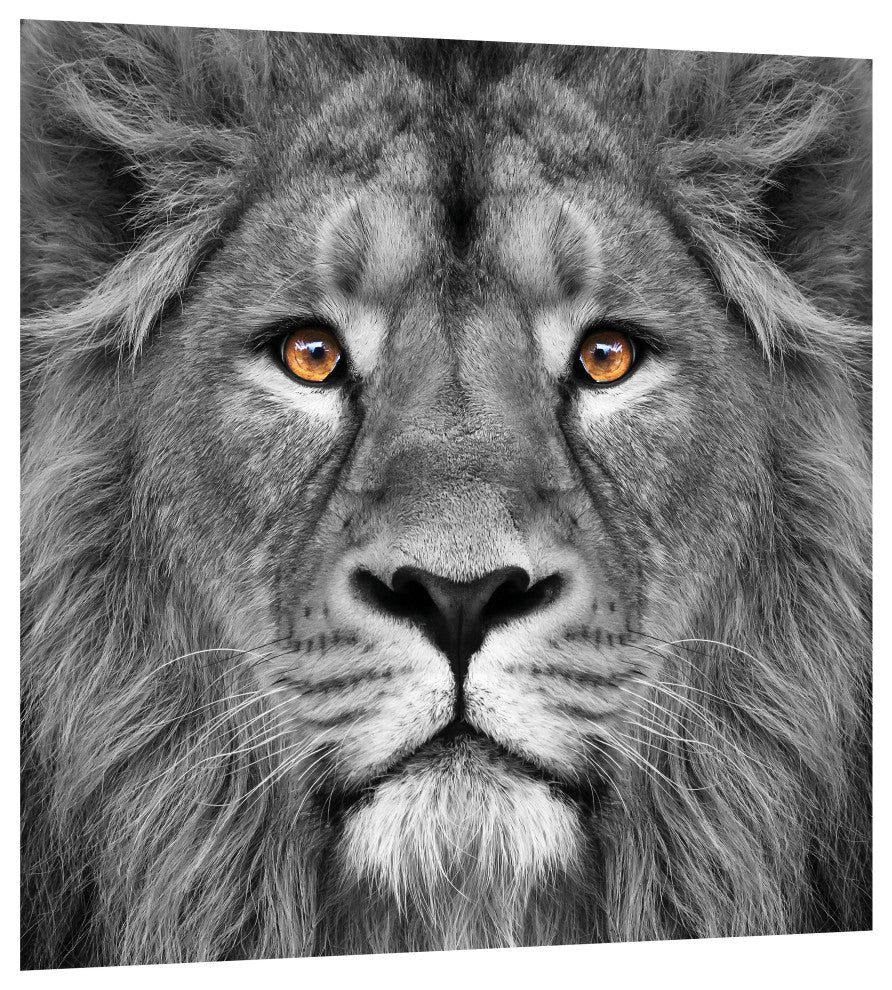 "King of the Jungle" Lion Wall Art Unframed Free Floating Tempered Glass 38 x 38