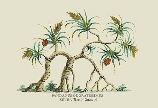 Pandanus Odoratissimus Keura Tree in Guzerat- Gallery Wrapped Canvas Art