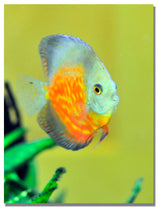 'Tropical Fish Golden' Canvas Art by Kurt Shaffer