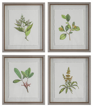 Uttermost Wildflower Study Framed Prints, Set of 4