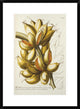 "Musae" Framed Digital Print by Georg Dionysius Ehret, 22x30"