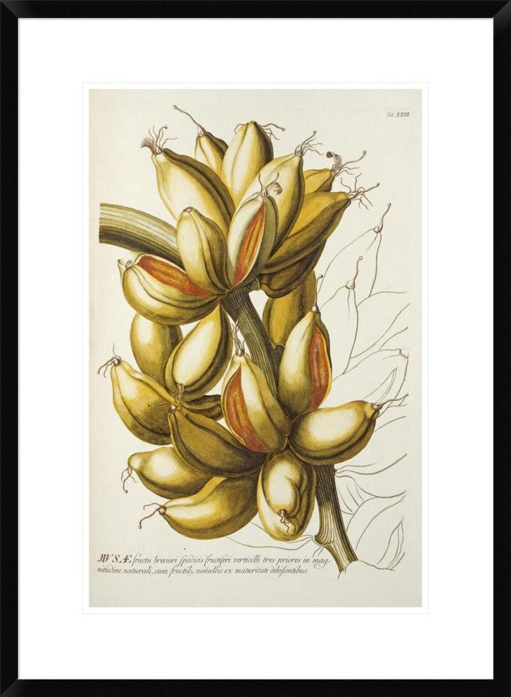 "Musae" Framed Digital Print by Georg Dionysius Ehret, 22x30"