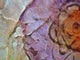Our Original Collection Orange Purple Flower Abstract Wall Decal