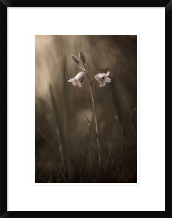 "A Small Flower On The Ground" Framed Digital Print by Allan Wallberg, 19x24"