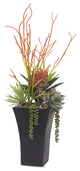 Pencil Cactus, Agave Arrangement, Black Square Metal Pot