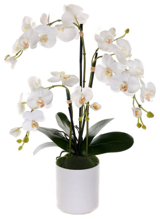 Real Touch Phalaenopsis Orchids in White Cylinder Pot