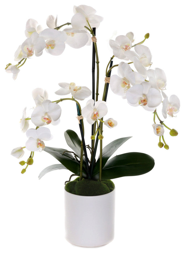 Real Touch Phalaenopsis Orchids in White Cylinder Pot