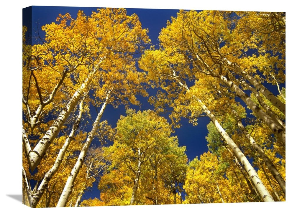 "Aspen Grove In Fall, Maroon Bells, Snowmass Wilderness, Colorado" Artwork