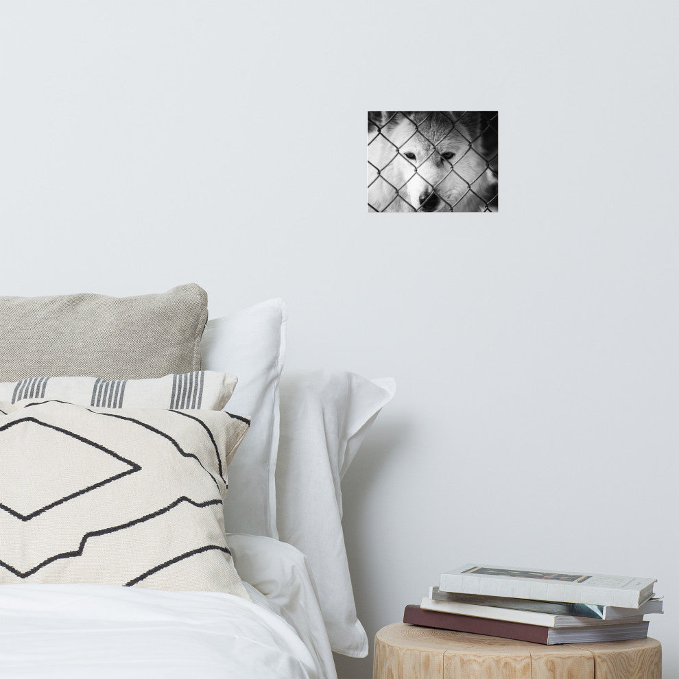 Dreams of Freedom Black & White Wildlife Photo (Wolf) Unframed Wall Art Print, 8" X 10"