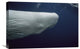 "Sperm Whale White Morph Portrait, Azores Islands, Portugal" Artwork, 24" x 16"