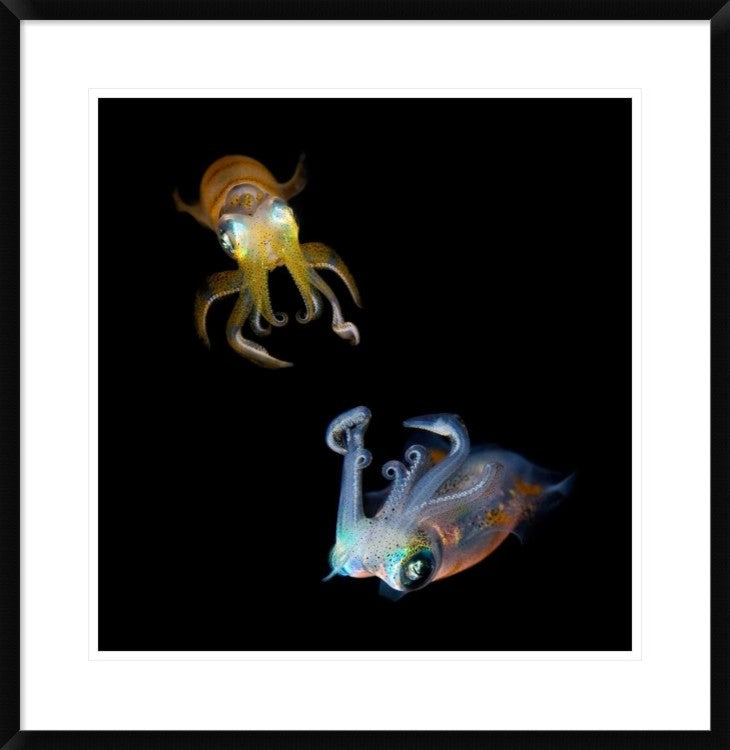 "Sea Jewels" Framed Digital Print by Andrey Narchuk, 29x30"