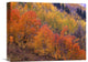 "Aspen Grove, Washington Gulch, Gunnison National Forest, Colorado" Artwork