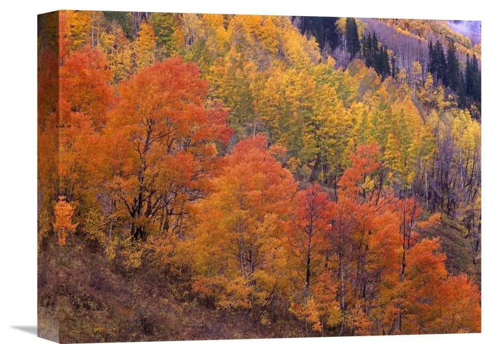 "Aspen Grove, Washington Gulch, Gunnison National Forest, Colorado" Artwork