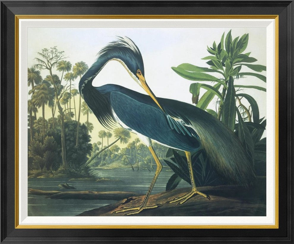 "Louisiana Heron" Framed Canvas Giclee by John James Audubon, 34x28"