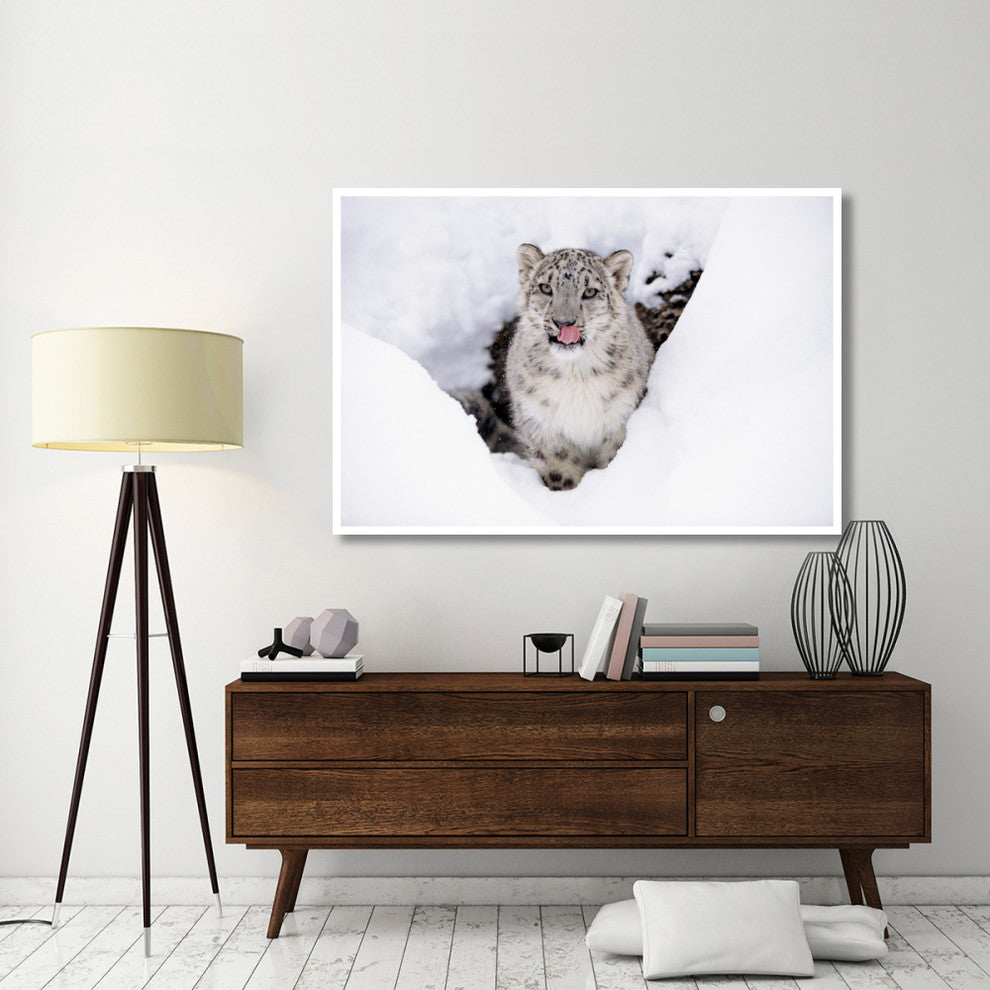 "Snow Leopard adult portrait in snow" Print by Tim Fitzharris, 62"x42"