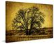 "Roadside Tree" Painting Print on Canvas by Malek