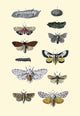Insect Study #6 - Gallery Wrapped Canvas Art 28" x 42"