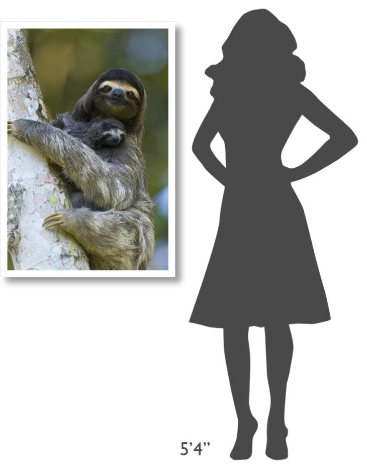 "Brown-throated 3-toed Sloth, baby, Aviarios Sloth Sanctuary" Paper Art, 26"x38"