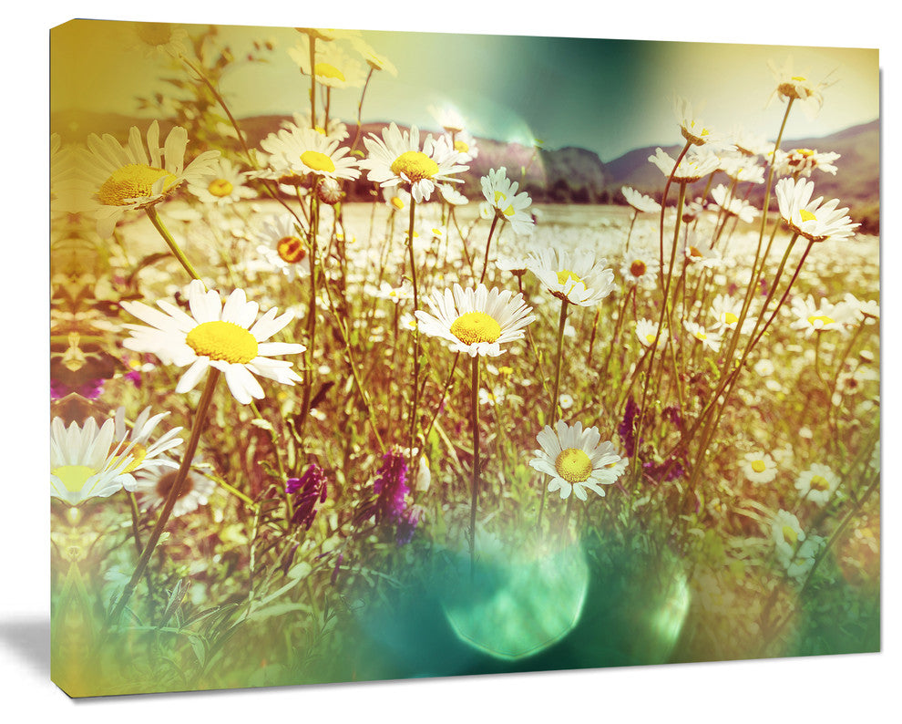 Beautiful Blossom Chamomile Flowers, Floral Canvas Art Print, 40"x30"