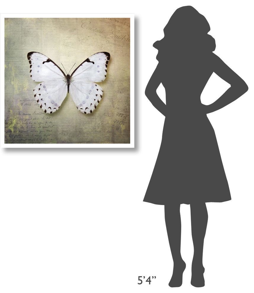 "French Butterfly II" Digital Paper Print by Debra Van Swearingen, 32"x32"