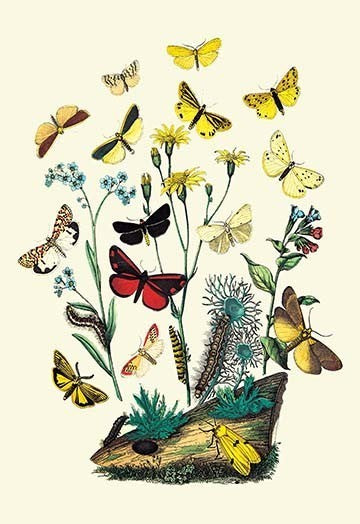 Moths: C. Miniata, S. Aurita, Et Al.- Fine Art Giclee Print 24" x 36"