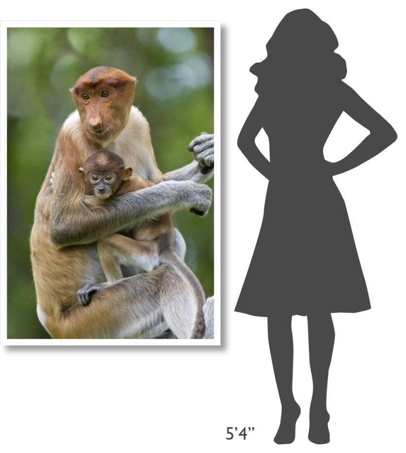 "Proboscis Monkey female holding two month old baby, Sabah" Paper Art, 34"x50"