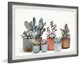 "Succulent Plants Display" Framed Painting Print