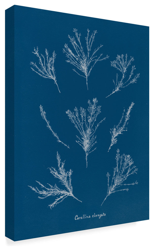 Wild Apple Portfolio 'Delicate Coral I' Canvas Art, 24"x18"
