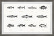 "Deep-Sea Fishes in White" Framed Painting Print, 12x8