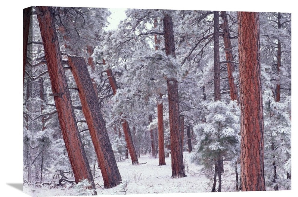 "Ponderosa Pines With Snow, Grand Canyon National Park, Arizona" Artwork