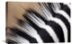 "Zebra Mane, Khama Rhino Sanctuary, Serowe, Botswana" Artwork, 24" x 16"