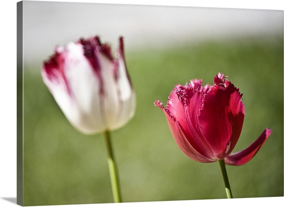 "Tulips" Wrapped Canvas Art Print, 36"x26"x1.5"