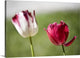 "Tulips" Wrapped Canvas Art Print, 36"x26"x1.5"