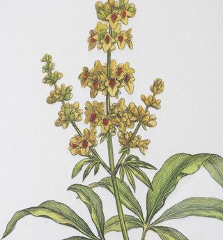 Uttermost 41461 Wildflower Study 22" x 19" Framed Floral Painting