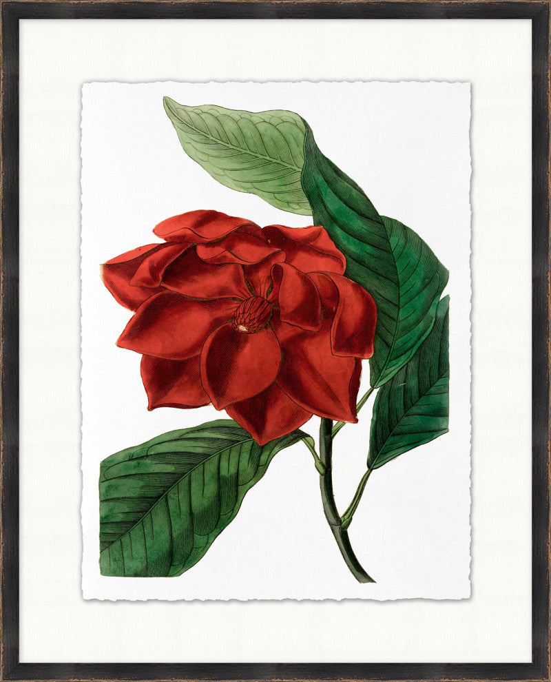 Red Flower 4, Giclee Reproduction Artwork