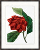 Red Flower 4, Giclee Reproduction Artwork