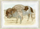 Grassland Bison 2, Giclee Reproduction Artwork