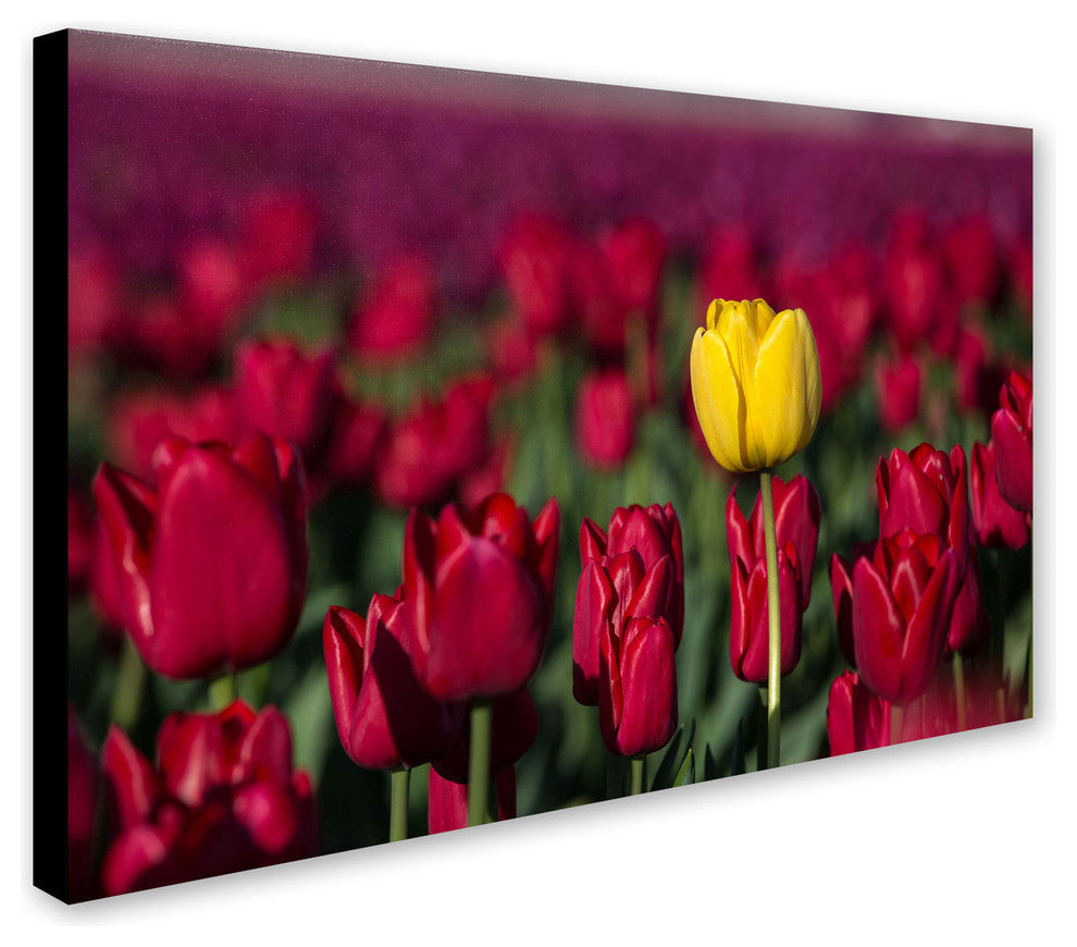 ''Yellow Tulip'' Canvas Art by Pierre Leclerc