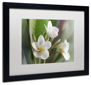 Pierre Leclerc 'Plumeria Bloom' Matted Framed Art, Black Frame, White, 20x16